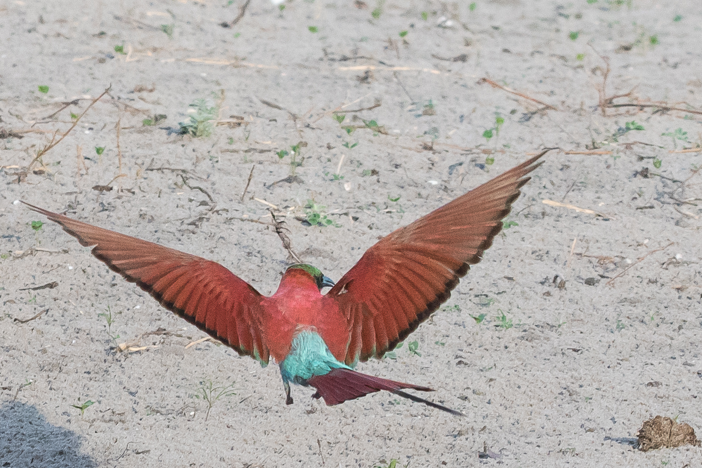 Guêpier carmin (Southern Carmine bee-eater, Merops nubicoides), adulte au vol vu de dos, Réserve de Kwando réserve, Botswana.